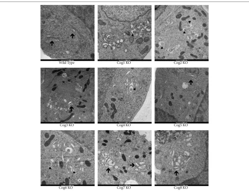 FIGURE 4 | Golgi structure is severely distorted in COG KO cells. Cells were grown on carbon and collagen coated sapphire disk then subjected to highpressure freezing and freeze substitution