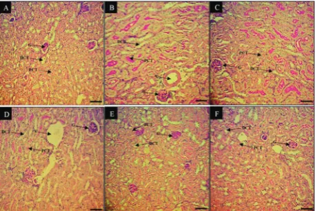 Table 8 and Fig. 1. The lengths of the CD, DCT, PCT, LH and V were significantly (p≤0.05) increased in untreated mice as compared to the controls, while F