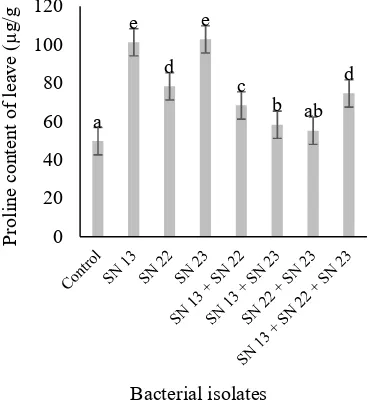 Figure 2. Capsaicin content of red chilli due to the application of bacterial isolates at 10 weeks after transplanting 