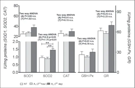 Fig. 1. The effect of anesthesia on antioxidant enzyme activities in rabbit testicles measured 2 h and 7 days after application