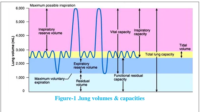 Figure-1 .lung volumes & capacities 