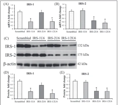 Fig. 1. RNAi vector caused specific knockdown of IRS-1 and IRS-2 in HepG2 cells. A – Quantitative RT-PCR analysis of IRS-1 mRNA levels in HepG2 cells after treatment with shRNA vector