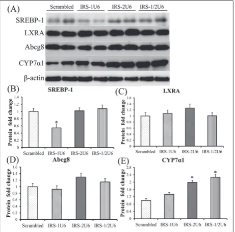 Fig. 2. Downregulated IRS protein expression in HepG2 cells resulted in changes in the expression of glycol-metabolism genes