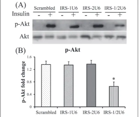 Fig. 4. Significant defects in Akt activation in HepG2 cells treated with IRS1U6 and IRS2U6