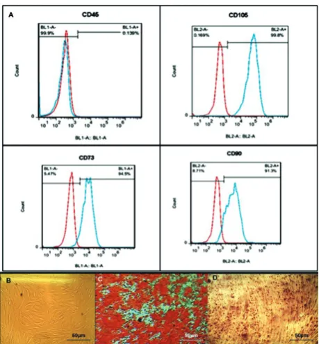 Fig. 1. Characterization of human BM-MSC in vitro. A – flow cytometry showing that BM-MSC were positive for the mark-ers CD105,CD73 and CD90, and were negative for the leukocyte common antigen CD45