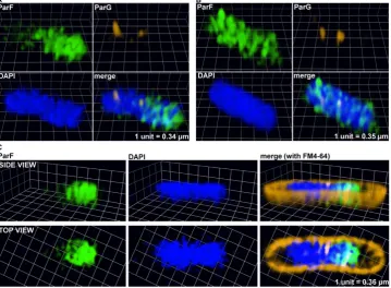 Figure 7. The ParF meshwork extends throughout the nucleoid interior. (harboring the plasmid containing theA) Three-dimensional rendering of 3D-SIM images of a live Escherichia coli cell parFG-mCherry-parH module and the plasmid expressing parF-emerald