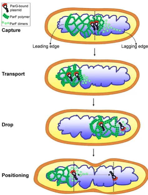 Figure 10. A model for ParF meshwork-mediated plasmid segregation. Apair of newly replicated plasmids carrying ParG dimers bound to the par-tition sites is engulfed into the ParF meshwork, anchored to it via the inter-action of ParG with ParF and transport