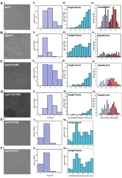 Figure 1. ParF-mediated positioning ofthe long axis of cells with a single focus from the population shown in panels A–F ii