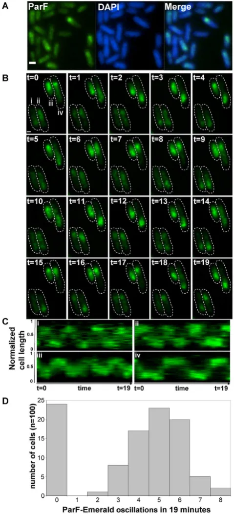 Figure 2. ParF coalesces into a cloud-like structure oscillating betweenthe poles of the nucleoid