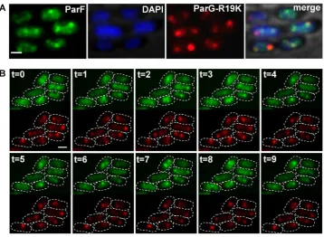 Figure 3. Movement of ParG-mCherry in relation to ParF-Emerald oscillation. Pixel intensity contour plots for the ParF and ParG signals from time-lapse microscopy images of a representative Escherichia coli cell harboring the segregation probe vector carry