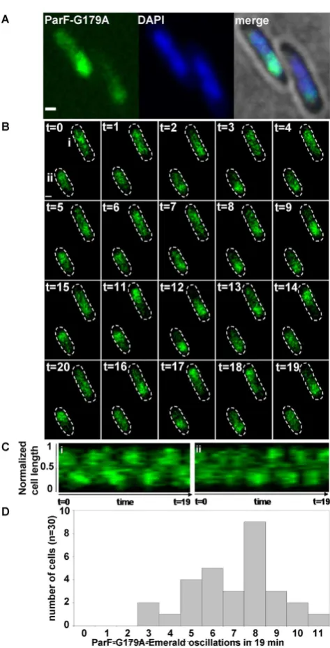 Figure 5. Hyperactive ATP hydrolysis results in increased cross-nucleoid