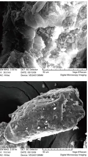Figure 6. SEM images of lignins’ samples: HL (upper) and organosolv (down). 