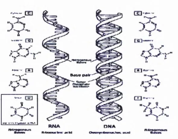 Figure 2-3:  Comparisons between  DNA and single stranded  RNA. (GNU  Licensed)