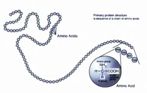 Figure 2-8:  Protein  prim ary  structure.  (G NU   L icensed)