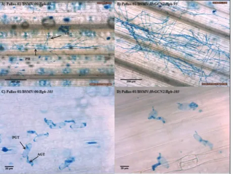 Fig. 3. Pathogen growth at 5 days post inoculation on a control (A and C; BSMV:00 rub-inoculated Pallas-01) and a HvGCN2 silenced sample (B and D; BSMV:HvGCN2 rub-inoculated Pal-las-01)