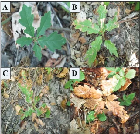 Fig. 1. Different degrees of seedling damage caused by extremely high temperatures. A – without damage; B – light damage; C – moderate damage; D – severe damage.