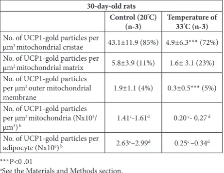 Table 4. Distribution of anti-UCP1-antibody-protein-A-gold complex particles (UCP1-gold particles)a in brown adipocytes of 30-day-old rats delivered and raised in a temperature environment of 33°C, as compared to animals delivered and raised at 20°C.