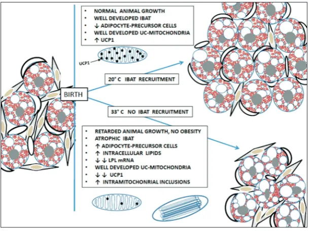Fig. 4. Schematic illustration of the effect of a temperature of 33°C on the recruitment of IBAT in 30-day-old rats