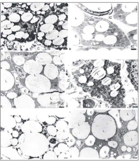 Table 1. The effect of temperature environment on 30-day-old rats delivered and raised at 33°C, as compared to rats delivered and raised at 20°C (control).