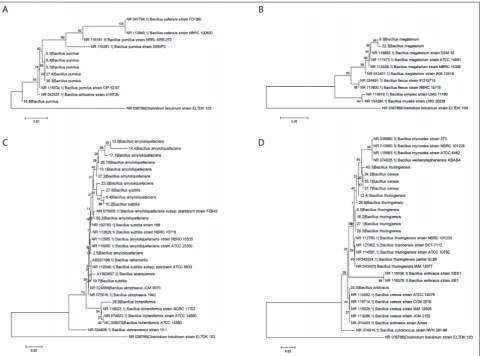 Fig. 1. Phylogenetic relationships of Bacillus spp. isolates of A – B. pumilus; B – B