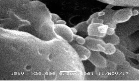 Figure 2. Scanning Electron Micrograph of placebo PS-PCL coated at a magnification 1.000 times