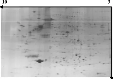 Figure 4. Separation of wheat leaf proteins by 2-DE under UV-B radiation. 