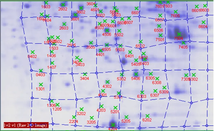 Figure 6. Proteins analysed by 2-DE in wheat leaves under normal light. 