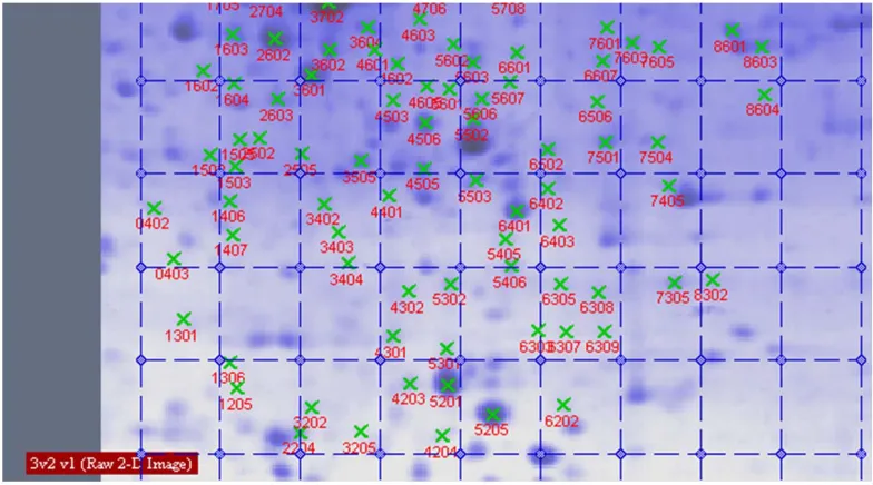 Figure 9. Proteins analysed by PD Quest 8.0 in wheat leaves on six day. (a) CK group; (b) UV-B group; (c) UV-B + He-Ne laser group
