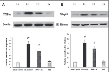 Fig. 2. Effects of PPY on cerebral protein expression of TNF-α – sham-control group, L2 – IR-induced group, L3 – PPY+IR-induced group, L4 – PPY group