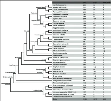 Fig. 1. The phylogenetic relationships of plants with completely sequenced genomes. The number in parentheses corresponds to the number of ANK-BTB genes in each species.