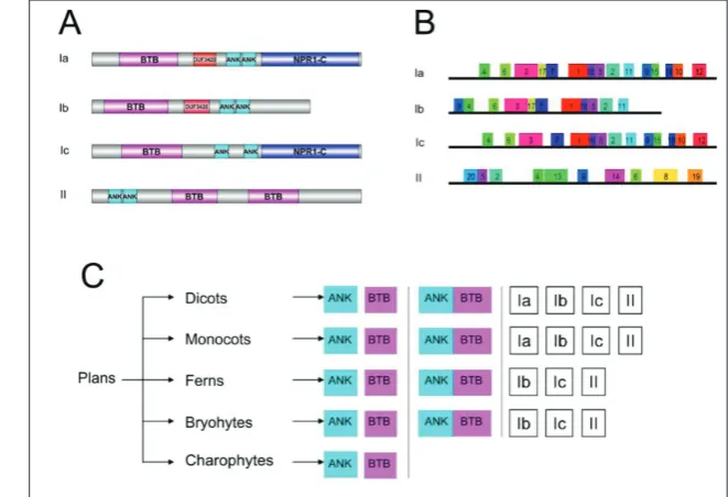 Fig. 3. Conserved domain analysis of the ANK-BTB proteins in plants. A – Pfam conserved domain of four types ANK-BTB proteins
