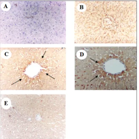 fig. 4. Immunoreactivity of GLUT-2 receptors in cells of the liver of all groups of rats