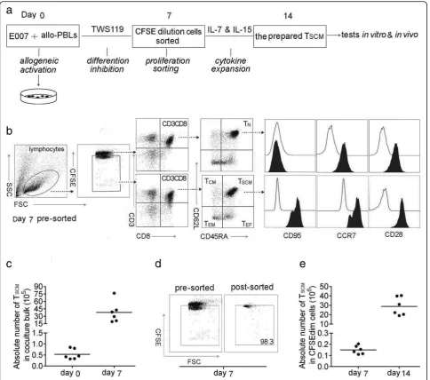 Fig. 1 Allo-specific TSCM cells are effectively prepared in vitro. a Protocol for preparation of allo-specific TSCM