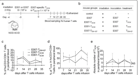 Fig. 4 The TSCM are transferred into LCL-burden mice for stem and memory T cell behavior