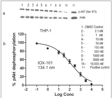 Fig. 3. Cellular effects of IOX-101 in AML cells. A – Hoechst/PI dual staining of THP-1 cells after IOX-101 treatment