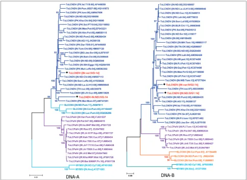 Fig. 2. Dendrograms were constructed using the maximum likelihood method. A – DNA-A sequence of begomoviruses (IVG1-ND& IVG2-Var)
