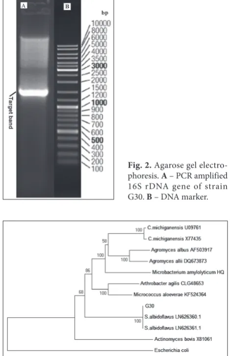 Fig. 2. Agarose gel electro-phoresis. A – PCR amplified 