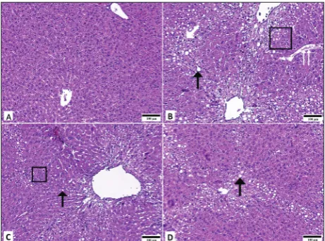 Fig. 3. Caspase-3 immunohistochemical staining in rat liver tissue. The immunohistochemical localization of caspase-3 appears as a brown staining