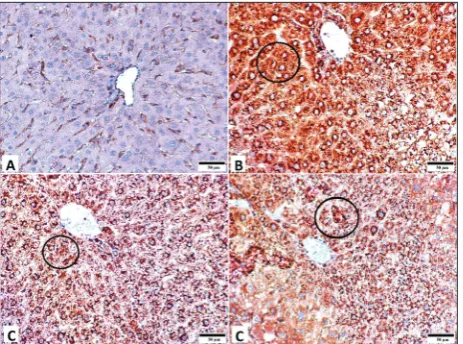 Fig. 4. 8-OHdG immunohistochemical staining in rat liver tissue. The immunohistochemical localization of 8-OHdG appears as brown staining A – Control