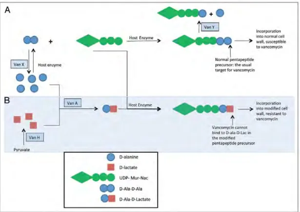 Figure 2.1: VanA-type vancomycin resistance mechanism. A) Normal cell wall 