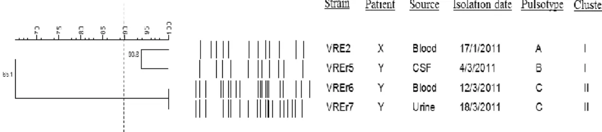 Figure 4.1: Dendrogram showing the cluster analysis of four VRE fm  strains based on  PFGE  patterns  of  the  SmaI-digested  chromosomal  DNA