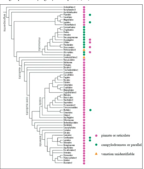 Fig S1. The venation of angiosperms (phylogeny based on An-giosperm Phylogeny Group III) [25]