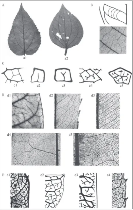 Fig. 1. Graphical presentation of the leaf venation characteristics and terms [11]. A – Two types of leaf venation: a1, pinnate vena-tion (Carrierea calycina, Salicaceae); and a2, acrodromous venation (Sarcorhachis naranjoana, Piperaceae); B – Percurrent tertiaries crossing between adjacent secondaries; C – Five levels of veinlet de-velopment: c1, freely ending veinlets (FEVs) absent; c2, unbranched; c3, one branched; c4, dichotomous branching; and c5, dendritic branching; D – Development of areoles: d1, areolation lacking; d2, poor development; d3, moderate development; d4, good develop-ment; and d5, paxillate; E – Four types of marginal ultimate veins: e1, absent; e2, incomplete; e3, spiked; and e4, looped.