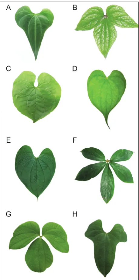 Fig. 2. Venation of Dioscorea species from seven sections in China exhibiting acrodromous, pinnate or mixed venation types in dif-ferent sections