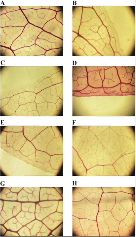 Fig. 3. Micromorphology of the leaf architecture of FDioscorea spe-cies from different sections displaying veinlets, areoles and mar-ginal ultimate veins