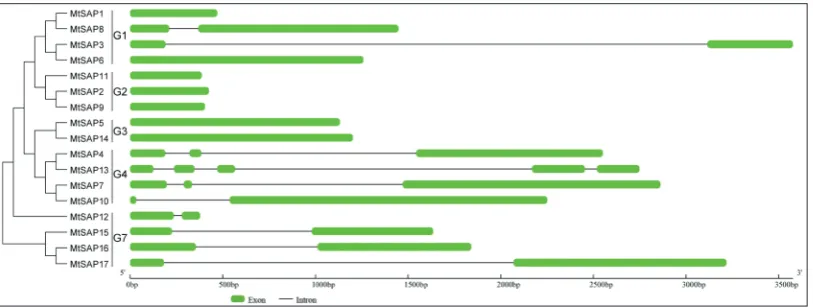 Fig. 2. Conserved domain analysis in MtSAPs. Lengths of the domains and proteins are in scale.