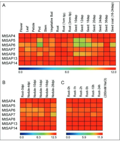 Fig. 5. Expression profiles of MtSAP genes differentially expressed during panicle development (A), root development (B) and under salt stress condition (C)