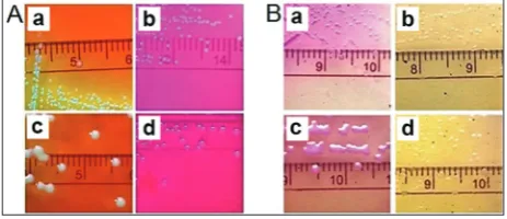 Fig. 2. PCR identification of selected P. shigelloides strains. M – 100 bp marker; strain designations are indicated above the electrophoregram; the strain P