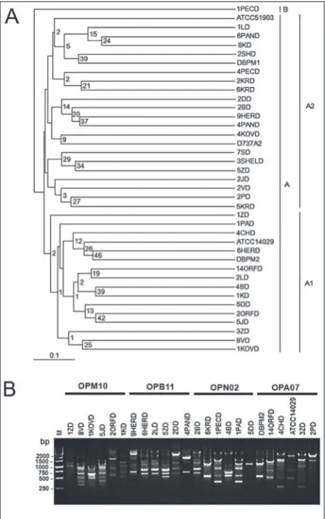 Fig. 4. Genetic variability of 37 P. shigelloides strains isolated from surface waters of Pannonian Plain