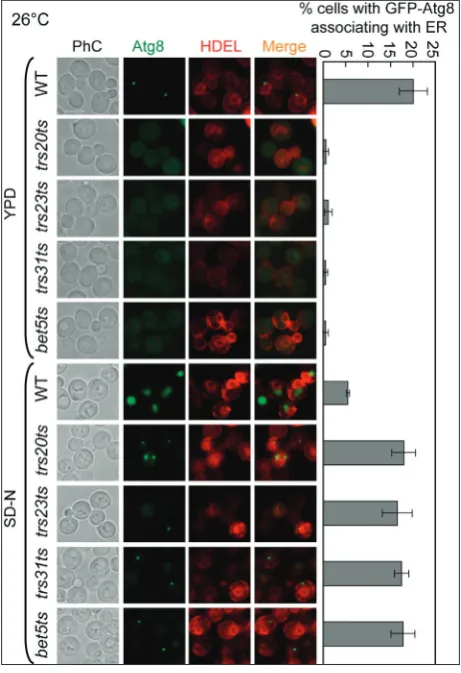 Fig. 2. The GFP-Atg8 dots are linked to the ER in trs20ts, trs23ts, trs31ts and bet5ts mutant cells